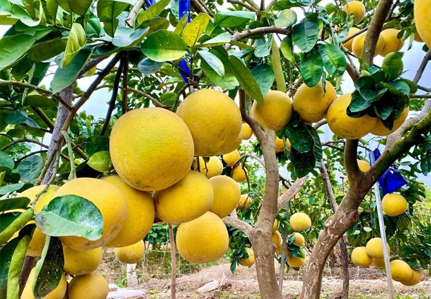 Hà Nội: Đánh thức lợi thế, nhân giá trị sản phẩm OCOP