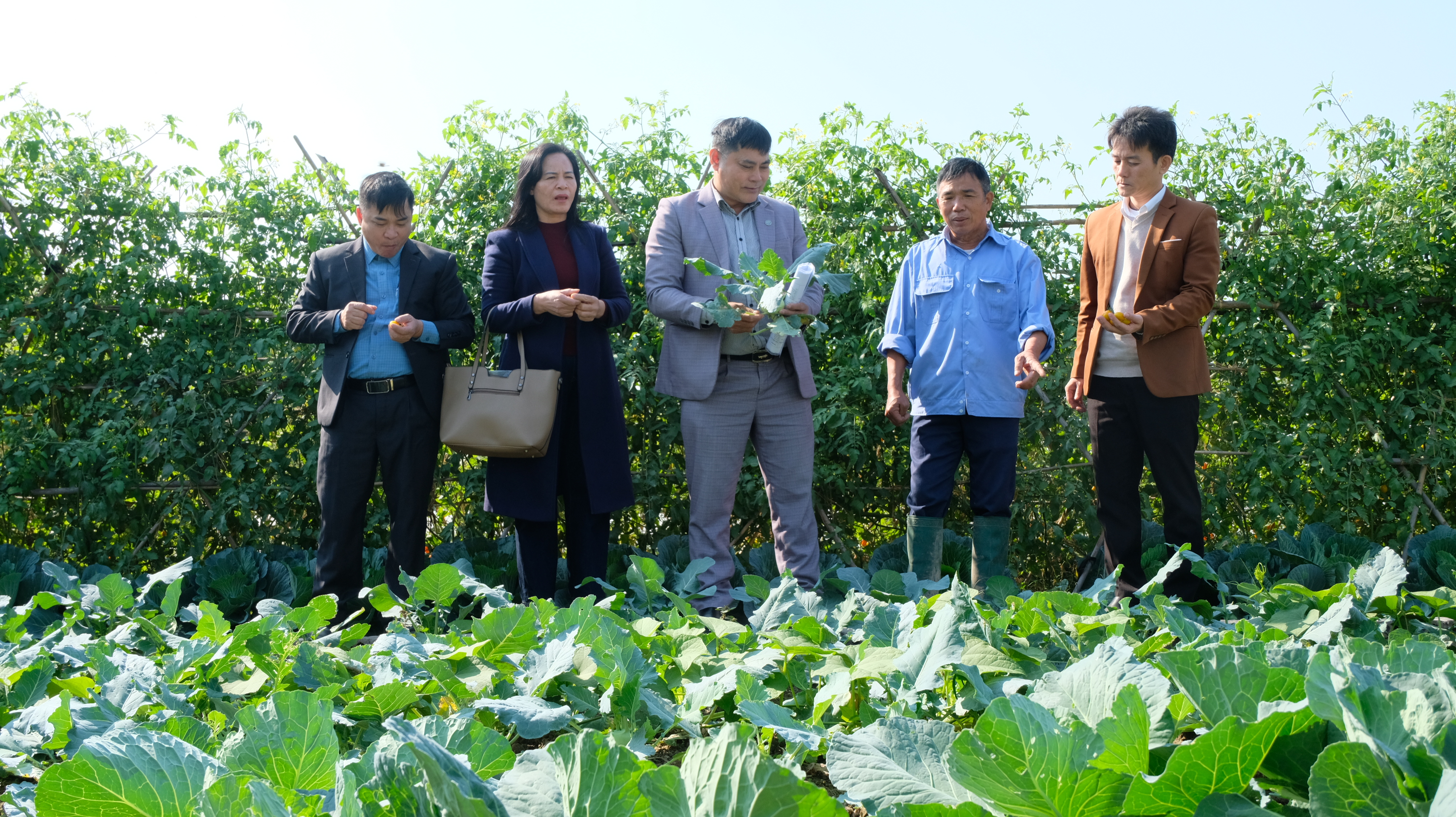 M&amp;ocirc; h&amp;igrave;nh trồng rau an to&amp;agrave;n VietGAP tại x&amp;atilde; Thanh Xu&amp;acirc;n (huyện S&amp;oacute;c Sơn).