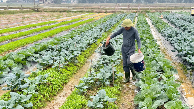 Người dân đang tích cực chăm sóc rau để kịp phục vụ thị trường Tết. Ảnh: Ánh Nguyệt.