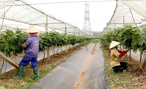Phú Thọ: Phát triển du lịch nông nghiệp - cơ hội từ làng quê