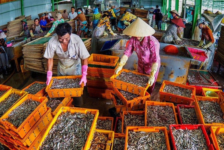 Lượng cá cơm hàng trăm tấn mỗi ngày được chuyển từ tàu đánh bắt lên các cơ sở của làng nghề chế biến cá cơm. Lượng cá cơm hàng trăm tấn mỗi ngày được chuyển từ tàu đánh bắt lên các cơ sở của làng nghề chế biến cá cơm.