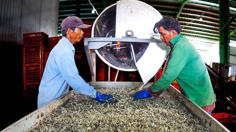Cá cơm qua khâu sàng, sấy lần cuối, trước khi đóng bao bì đưa đi tiêu thụ. Cá cơm qua khâu sàng, sấy lần cuối, trước khi đóng bao bì đưa đi tiêu thụ.