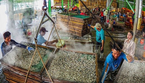 Khô Cá Cơm Sông Đốc: Hương Vị Đậm Đà Từ Biển Cả