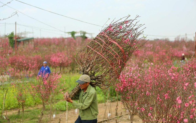 Hoa đào Nhật Tân sắp bung nở sắc hồng đón Tết
