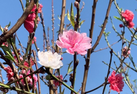 Hoa đào Nhật Tân sắp bung nở sắc hồng đón Tết