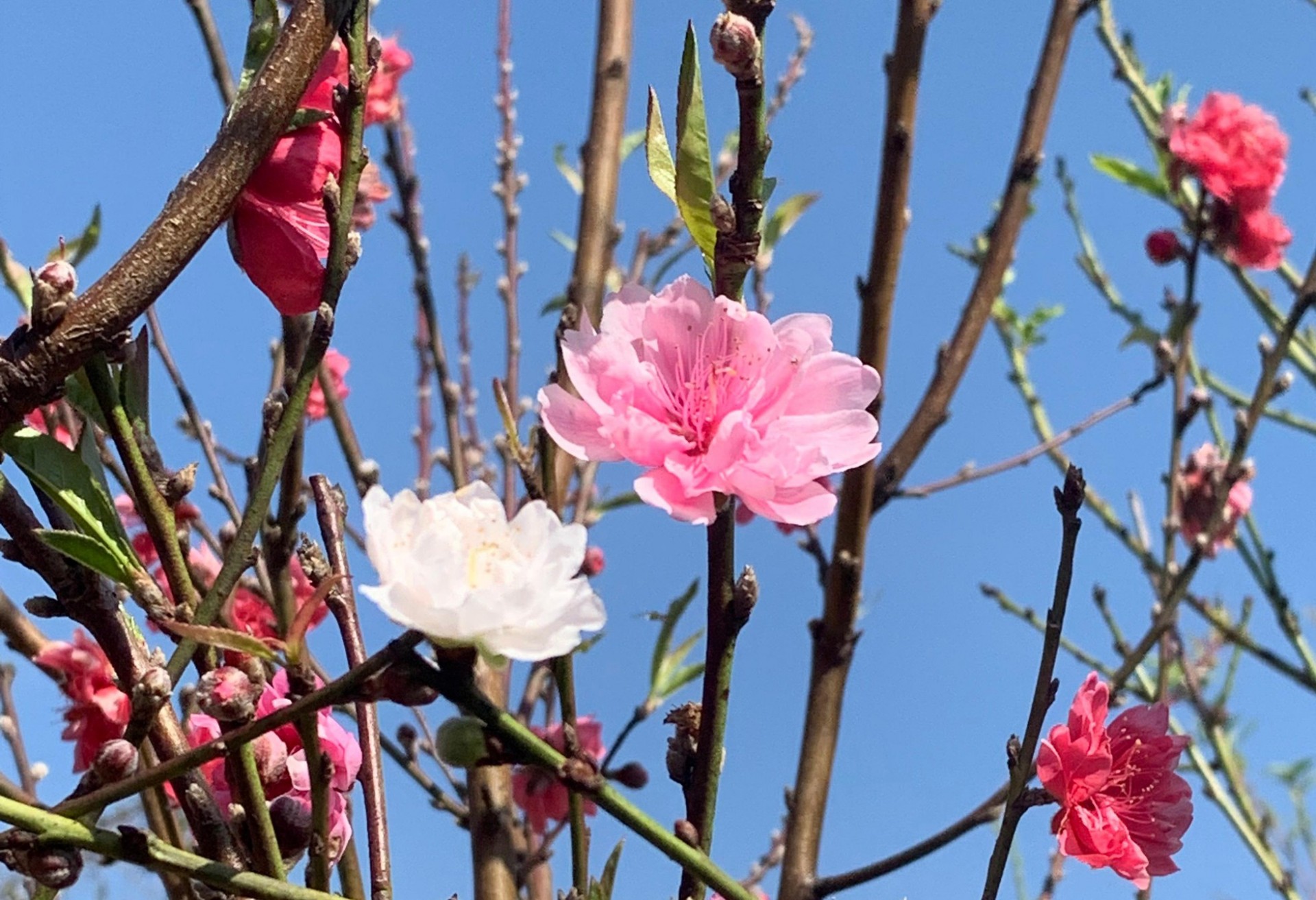 Hoa đào Nhật Tân sắp bung nở sắc hồng đón Tết