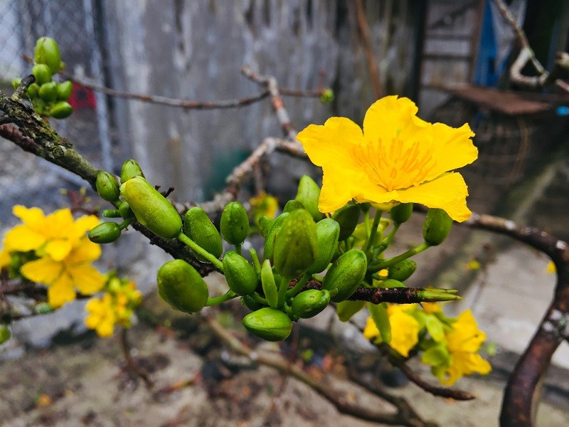 Làng nghề mai cảnh Thế Chí Tây vào vụ Tết