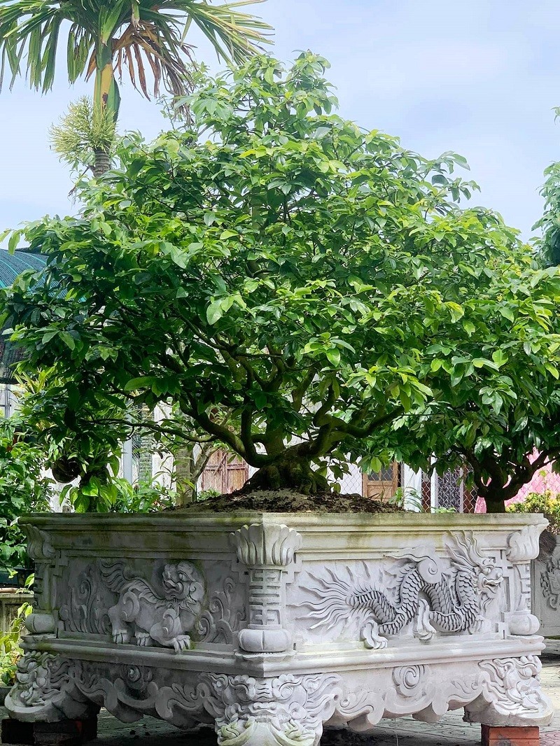 Làng nghề mai cảnh Thế Chí Tây vào vụ Tết Làng nghề mai cảnh Thế Chí Tây vào vụ Tết