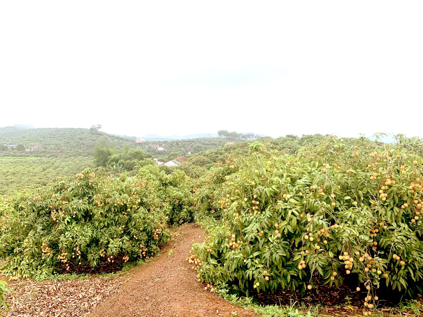 Bắc Giang: Xây dựng nông thôn mới sâu rộng, kiểu mẫu Bắc Giang: Xây dựng nông thôn mới sâu rộng, kiểu mẫu
