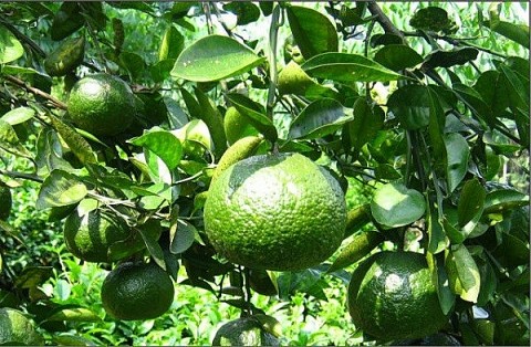 Hưng Yên: Sản phẩm OCOP cam Bố Hạ “Tưng bừng” chào Tết