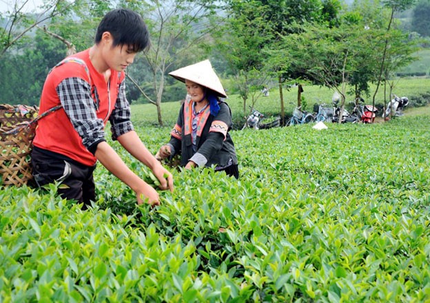 Người dân xã Mỹ Bằng (huyện Yên Sơn) tập trung phát triển kinh tế