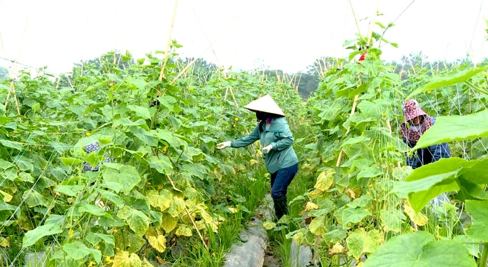 Mô hình trồng dưa chuột giống Nhật tại xã Thọ Lộc (huyện Phúc Thọ).