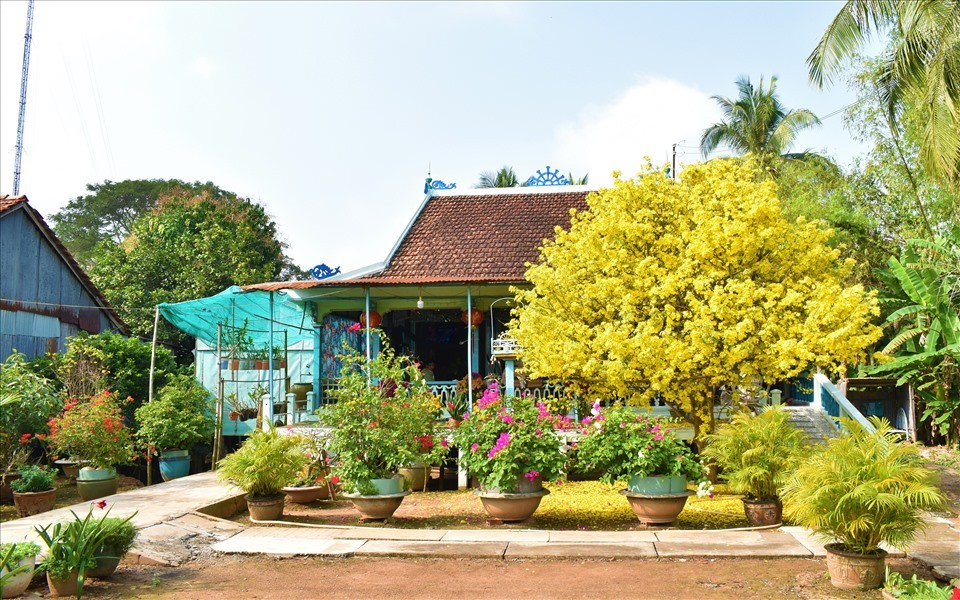 Mai vàng một góc nhà xưa