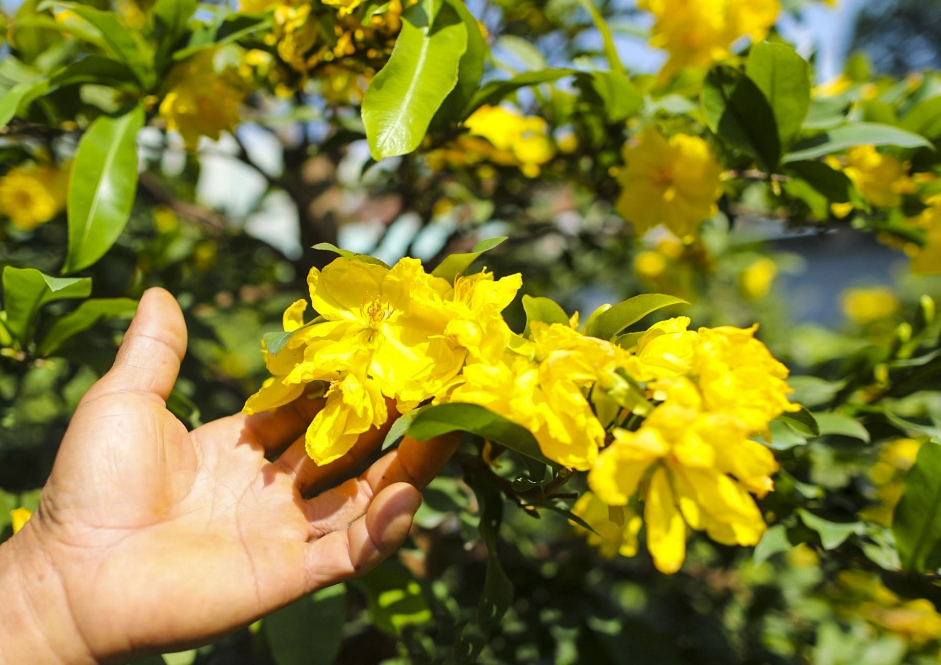 Mai vàng một góc nhà xưa Mai vàng một góc nhà xưa