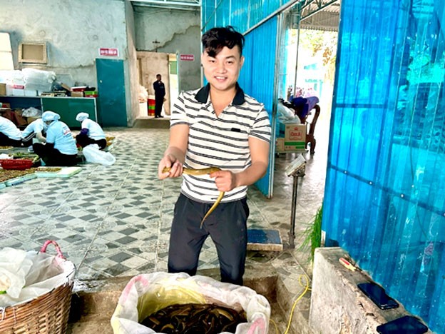 Anh Nguyễn Minh Thao cho biết, mỗi ngày cơ sở của anh thu mua, chế biến từ 3 đến 5 tạ lươn sống.