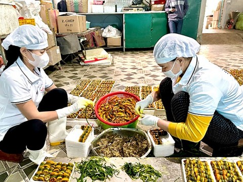 Làng lươn lớn nhất xứ Nghệ hối hả hoàn thành đơn hàng Tết
