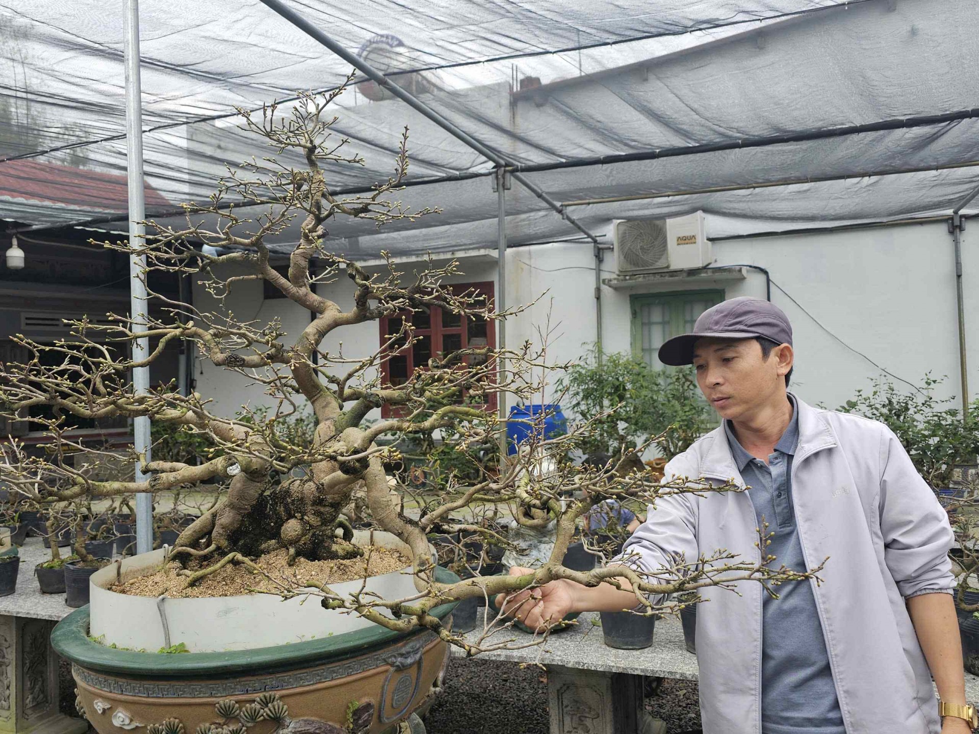 Bình Định: Mai khoe sắc vàng đón Tết