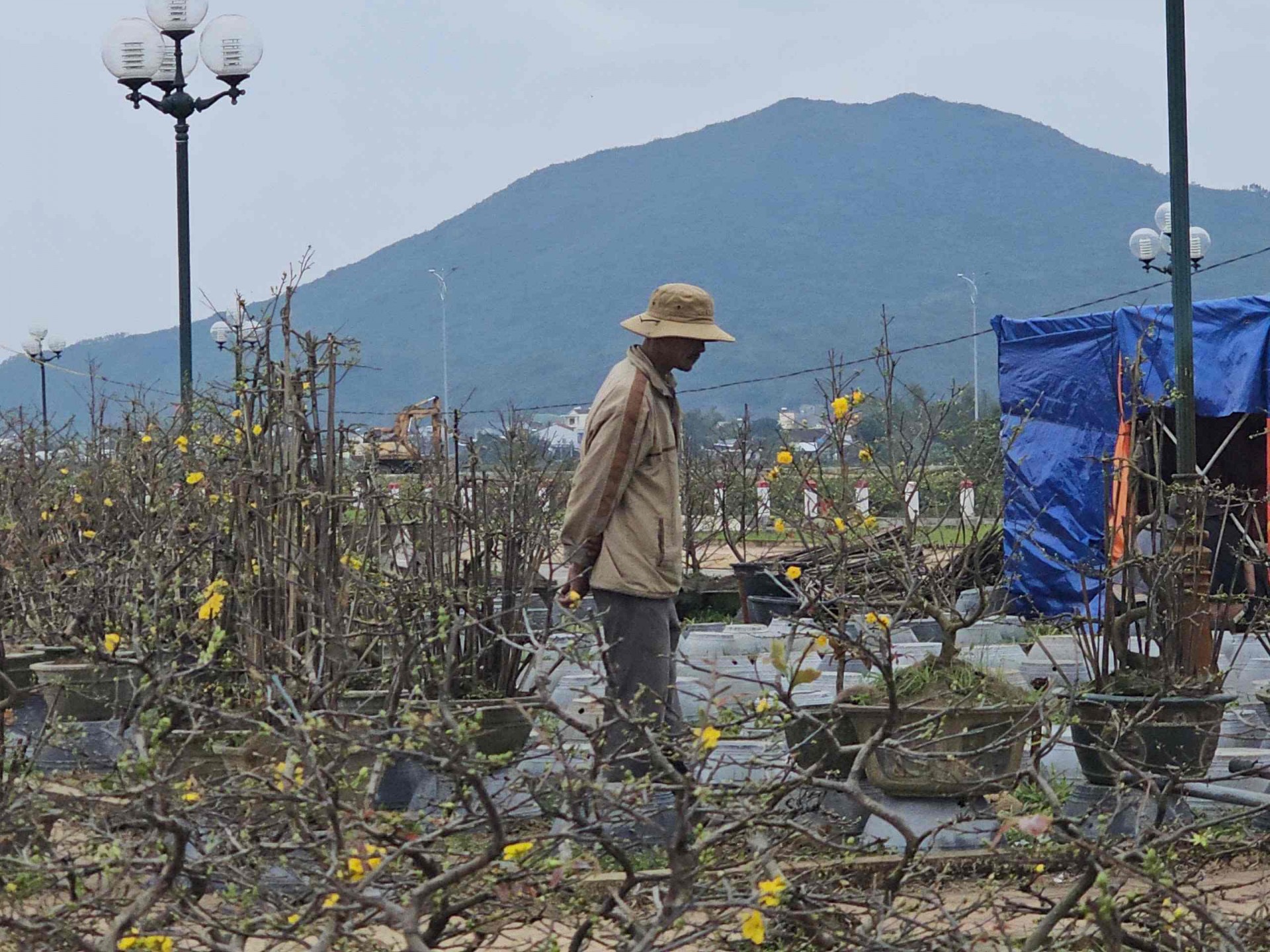 Bình Định: Mai khoe sắc vàng đón Tết