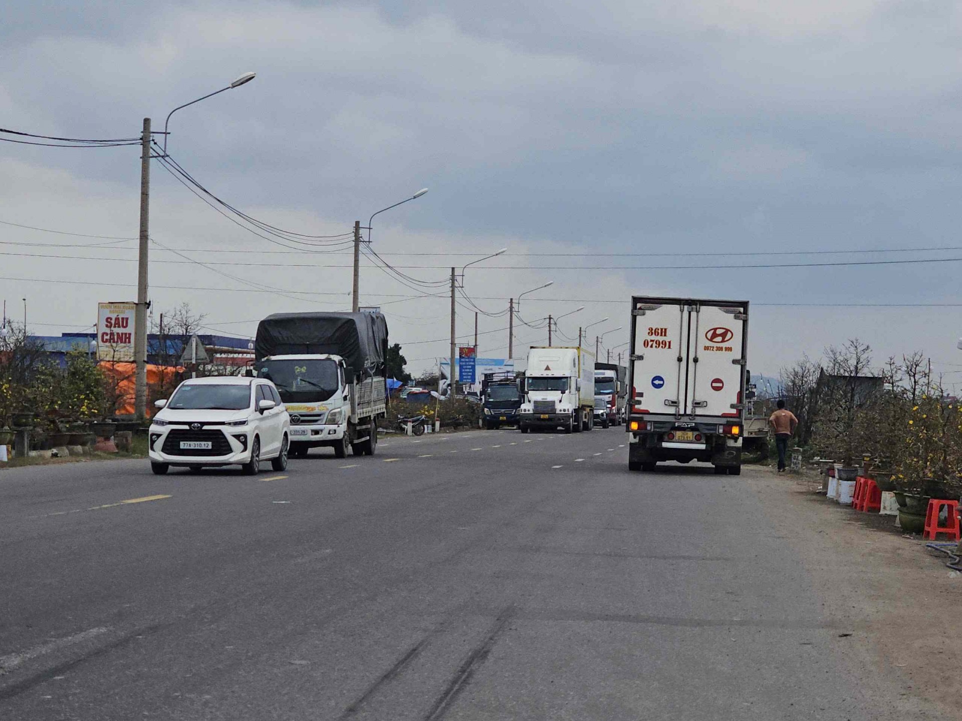 Bình Định: Mai khoe sắc vàng đón Tết