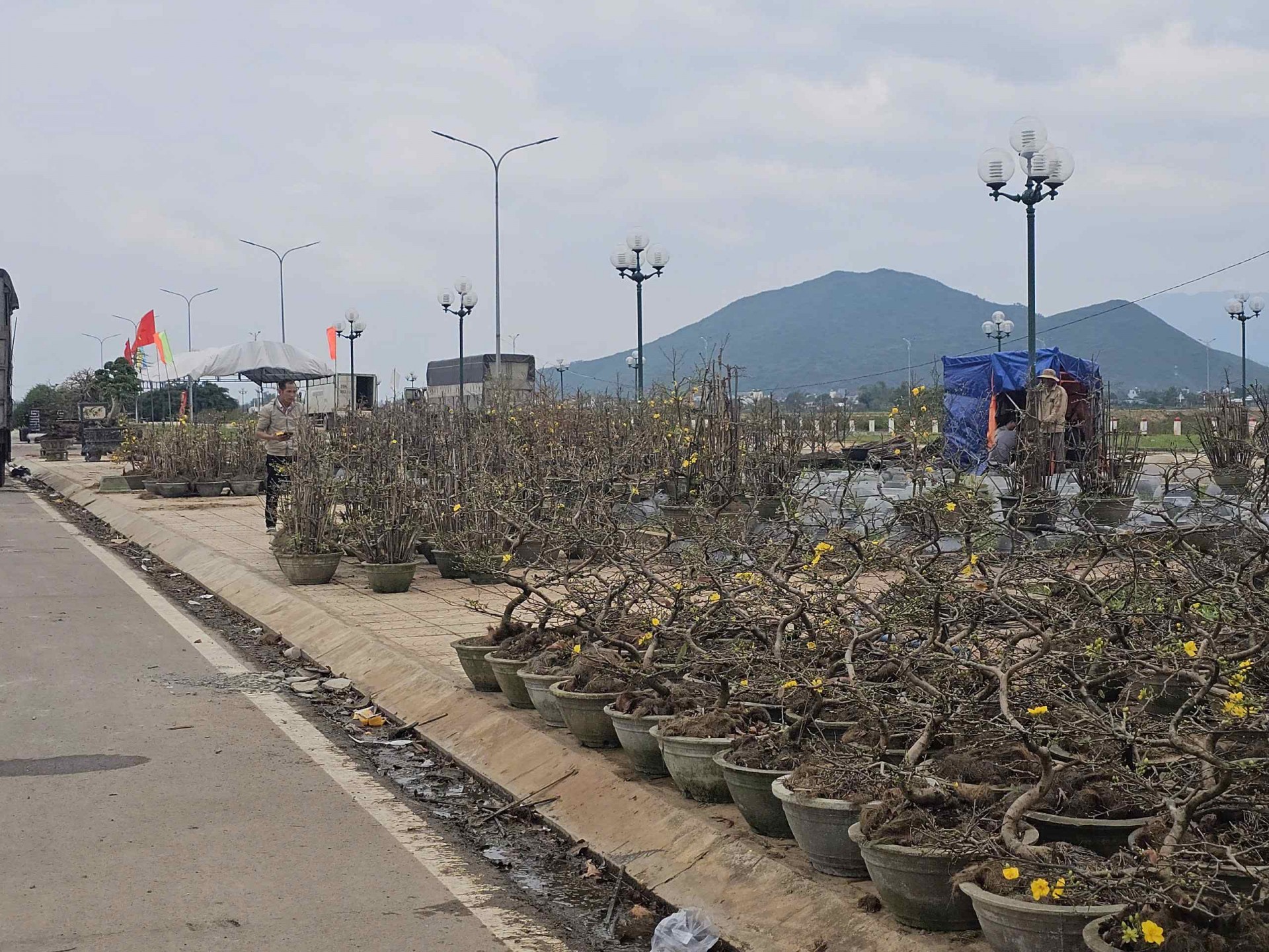 Bình Định: Mai khoe sắc vàng đón Tết