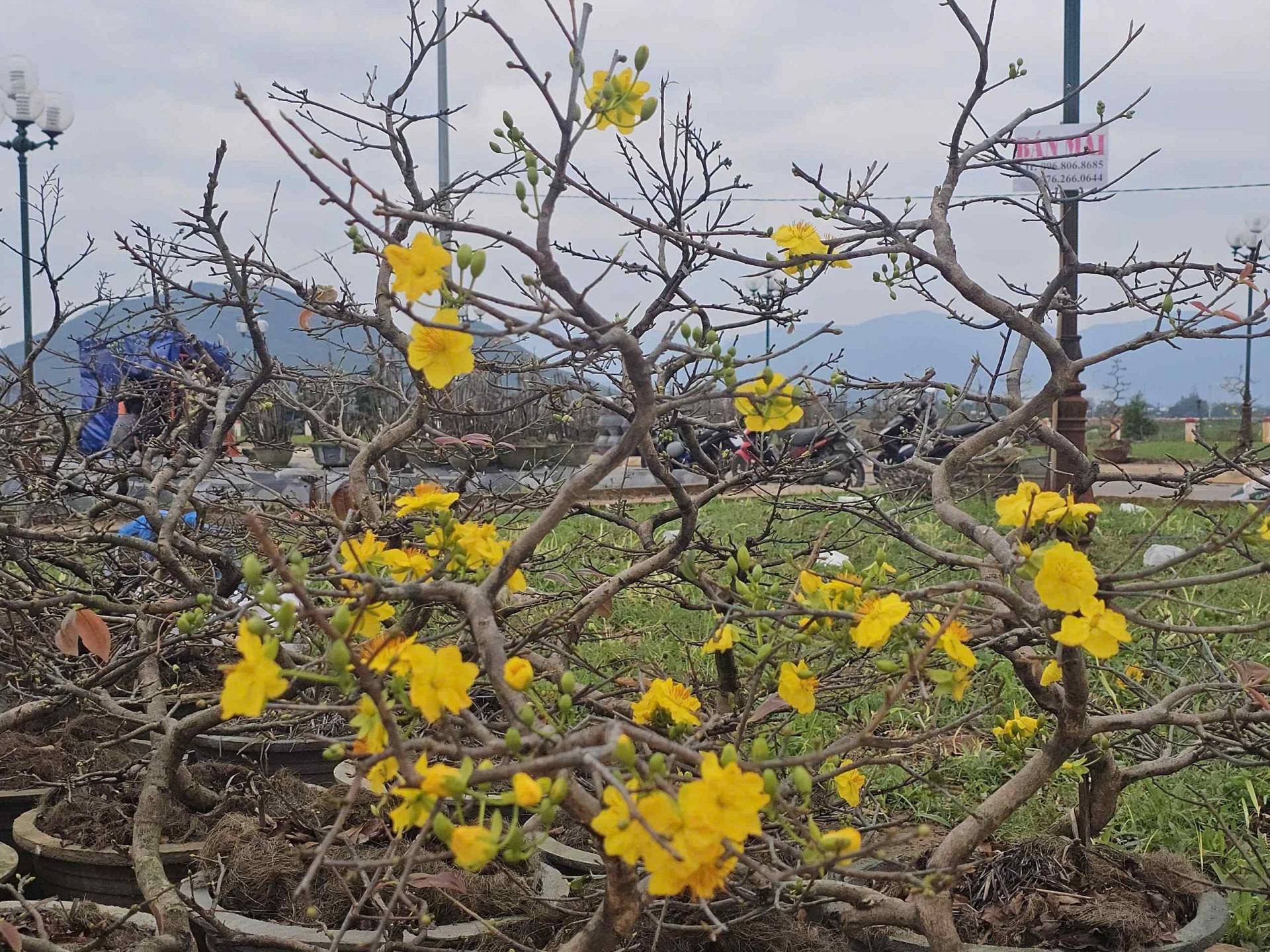 Bình Định: Mai khoe sắc vàng đón Tết
