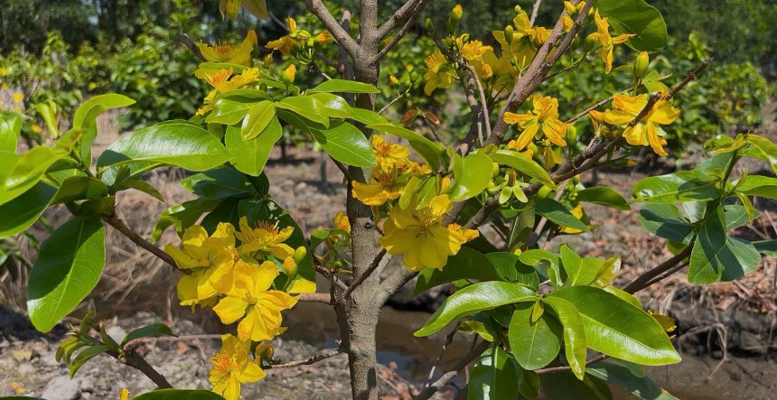 Làng nghề trồng mai Bình Lợi là một trong những khu vực trồng mai lớn nhất TP. HCM nói riêng cũng như miền Nam nói chung Làng nghề trồng mai Bình Lợi là một trong những khu vực trồng mai lớn nhất TP. HCM nói riêng cũng như miền Nam nói chung