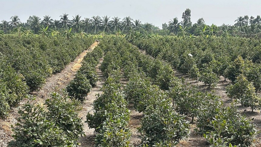 Làng nghề trồng mai Bình Lợi là một trong những khu vực trồng mai lớn nhất TP. HCM nói riêng cũng như miền Nam nói chung Làng nghề trồng mai Bình Lợi là một trong những khu vực trồng mai lớn nhất TP. HCM nói riêng cũng như miền Nam nói chung