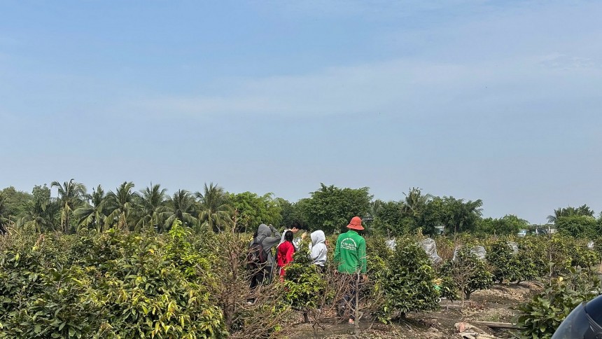 TP. HCM: Thủ phủ mai vàng Bình Lợi tất bật đón Tết TP. HCM: Thủ phủ mai vàng Bình Lợi tất bật đón Tết