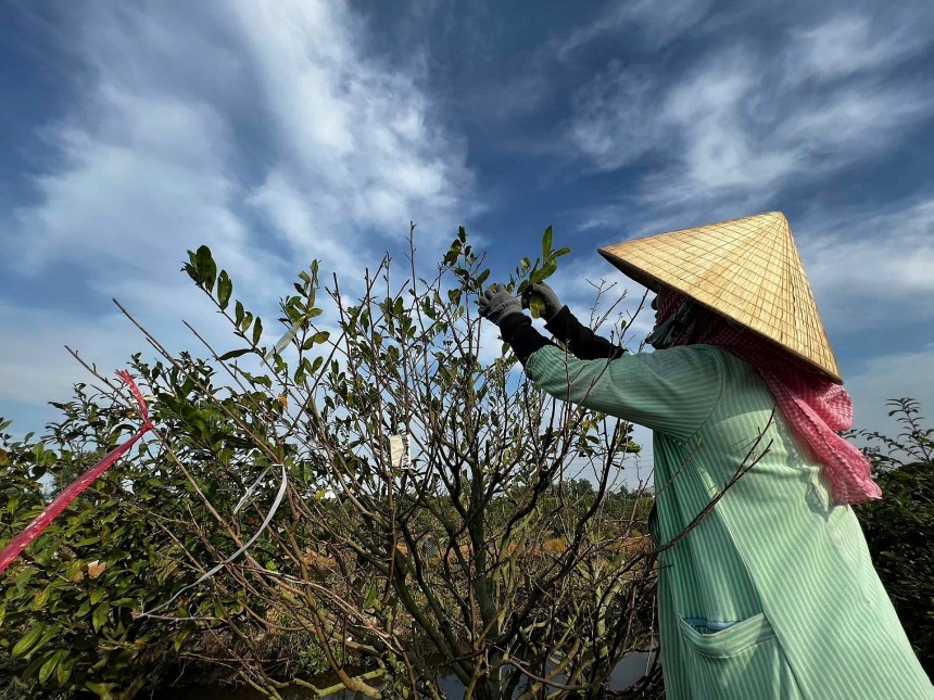 TP. HCM: Thủ phủ mai vàng Bình Lợi tất bật đón Tết TP. HCM: Thủ phủ mai vàng Bình Lợi tất bật đón Tết