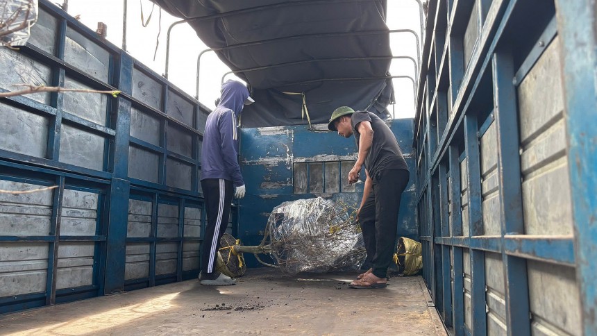 Người dân vận chuyển mai lên xe tải Người dân vận chuyển mai lên xe tải