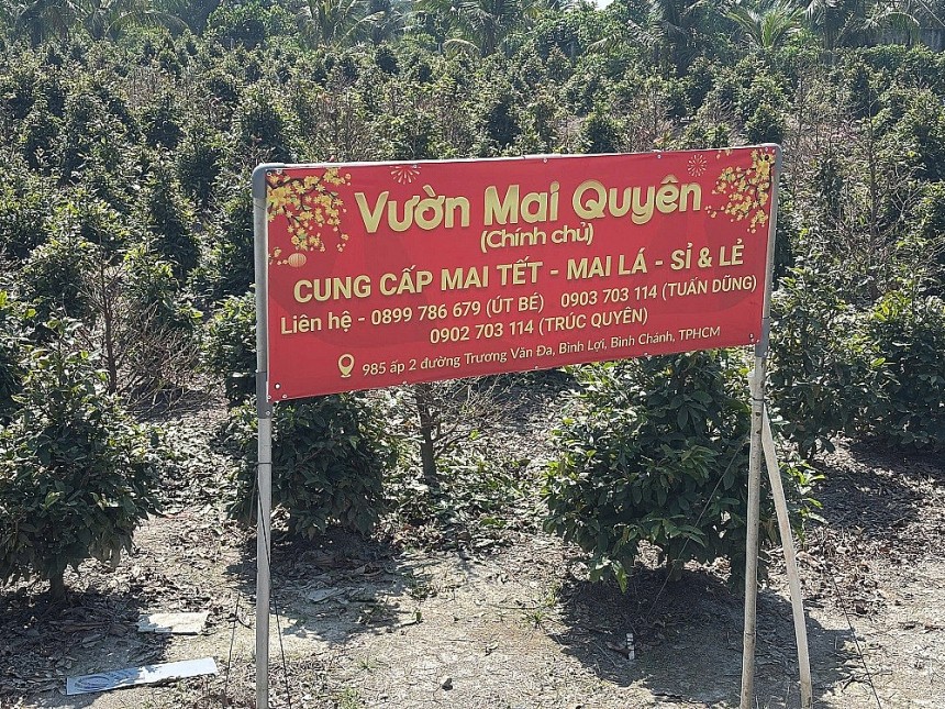 TP. HCM: Thủ phủ mai vàng Bình Lợi tất bật đón Tết TP. HCM: Thủ phủ mai vàng Bình Lợi tất bật đón Tết
