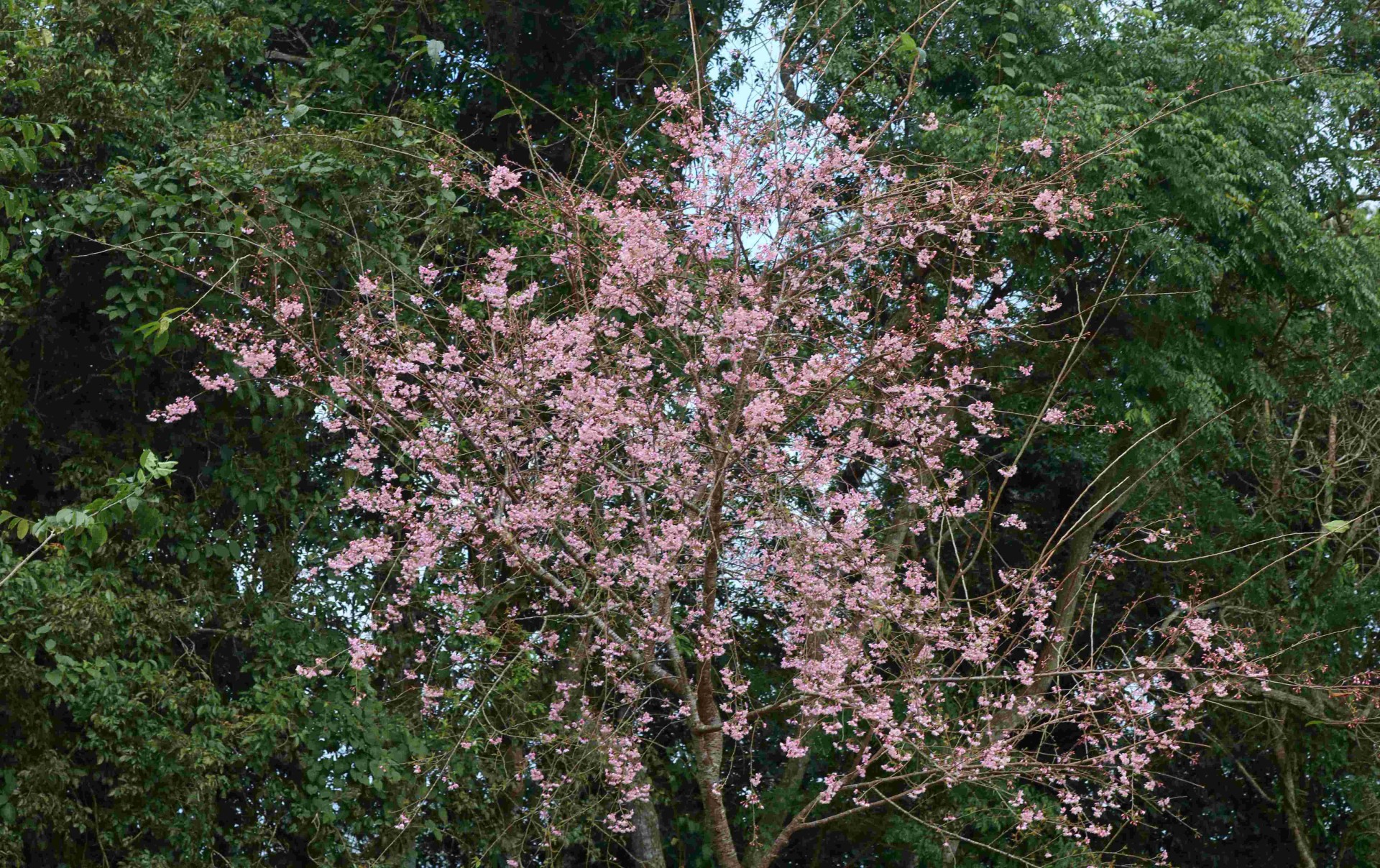 Vĩnh Thạnh thu hút du khách dịp đầu xuân với sự kiện Ngày hội hoa anh đào Vĩnh Thạnh thu hút du khách dịp đầu xuân với sự kiện Ngày hội hoa anh đào