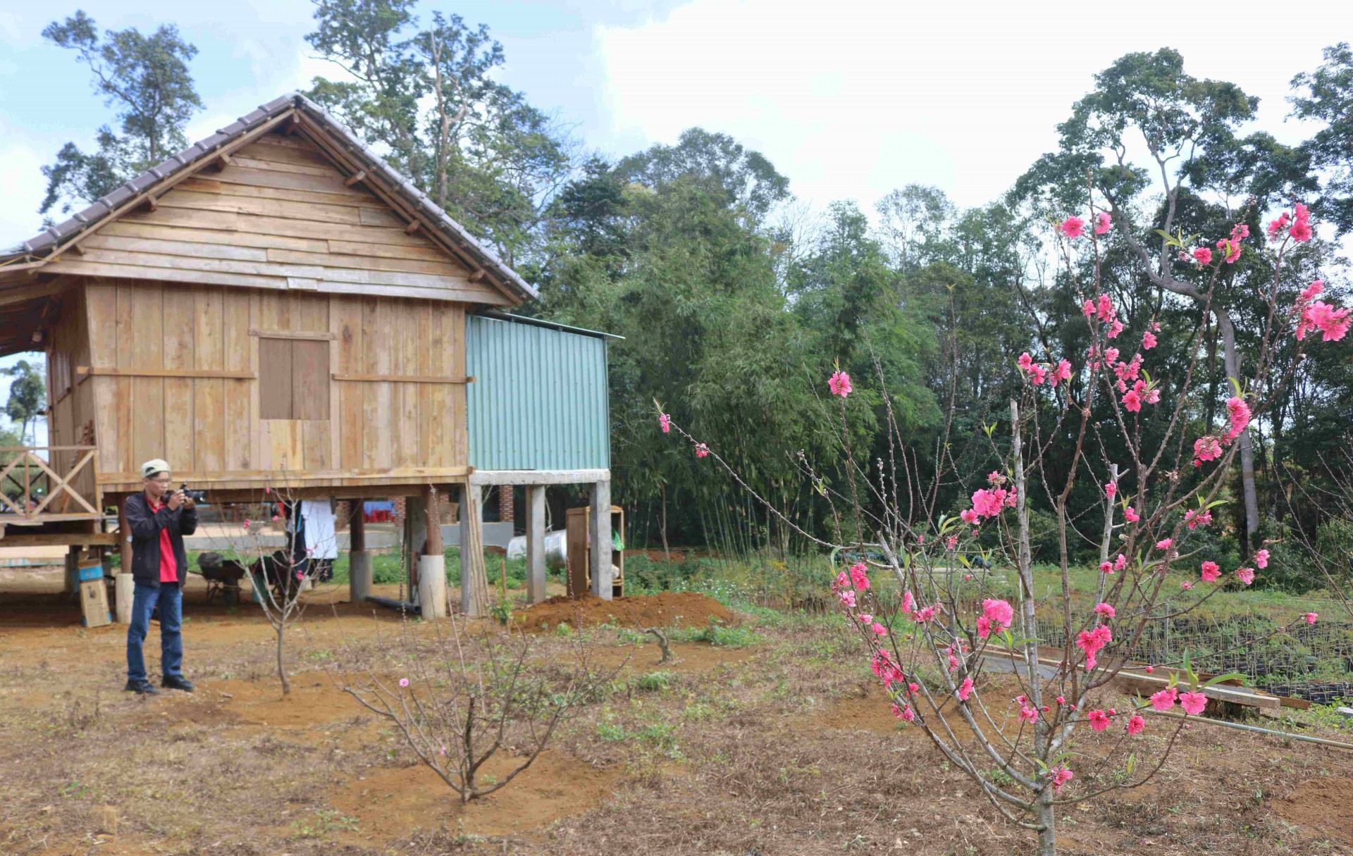 Vĩnh Thạnh thu hút du khách dịp đầu xuân với sự kiện Ngày hội hoa anh đào Vĩnh Thạnh thu hút du khách dịp đầu xuân với sự kiện Ngày hội hoa anh đào