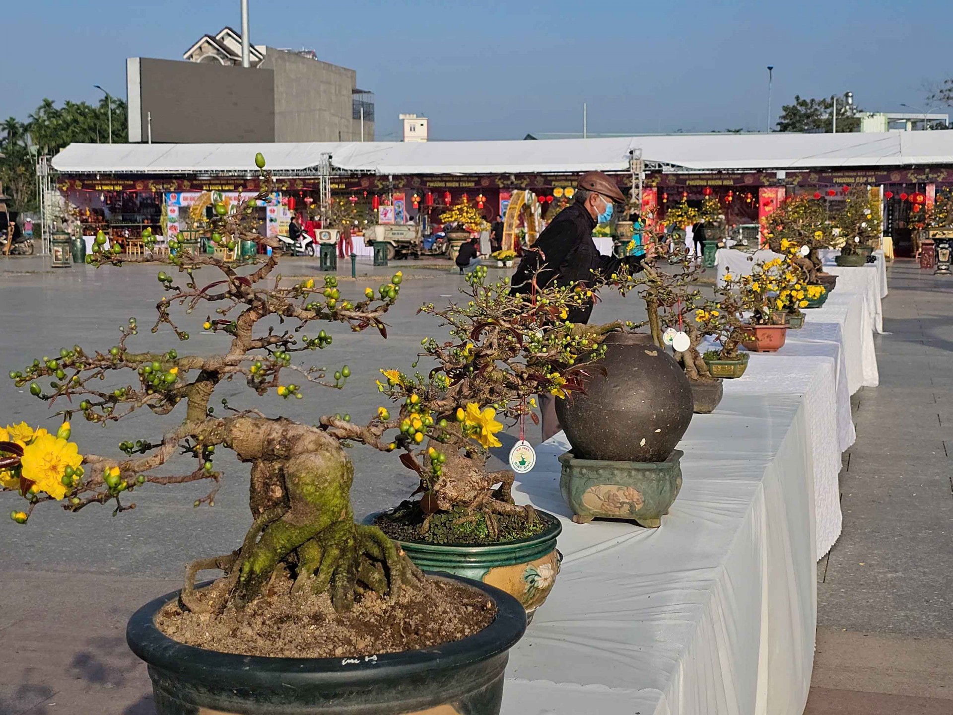 Lung linh sắc vàng tại Lễ hội Mai vàng An Nhơn lần thứ 2 năm 2025 Lung linh sắc vàng tại Lễ hội Mai vàng An Nhơn lần thứ 2 năm 2025