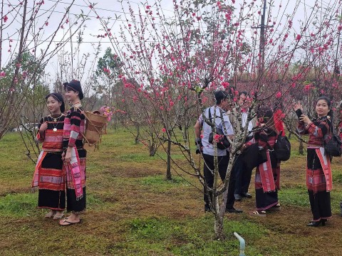 Bình Định: Sắc hồng khoe thắm nơi cổng trời Vĩnh Sơn