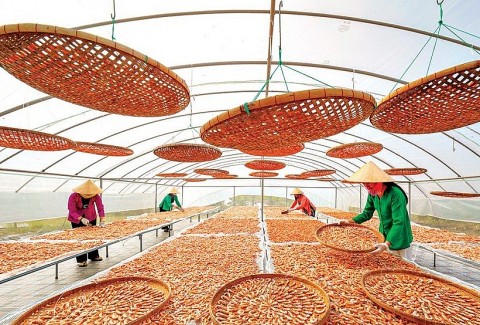 Huyện Đầm Dơi đẩy mạnh quảng bá và nâng tầm sản phẩm OCOP