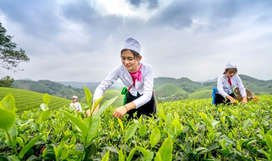 Du khách trải nghiệm hái chè trên đồi chè Long Cốc (huyện Thanh Sơn, Phú Thọ) Du khách trải nghiệm hái chè trên đồi chè Long Cốc (huyện Thanh Sơn, Phú Thọ)