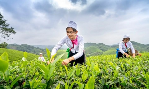 Phú Thọ: Phát triển sản phẩm OCOP gắn với du lịch