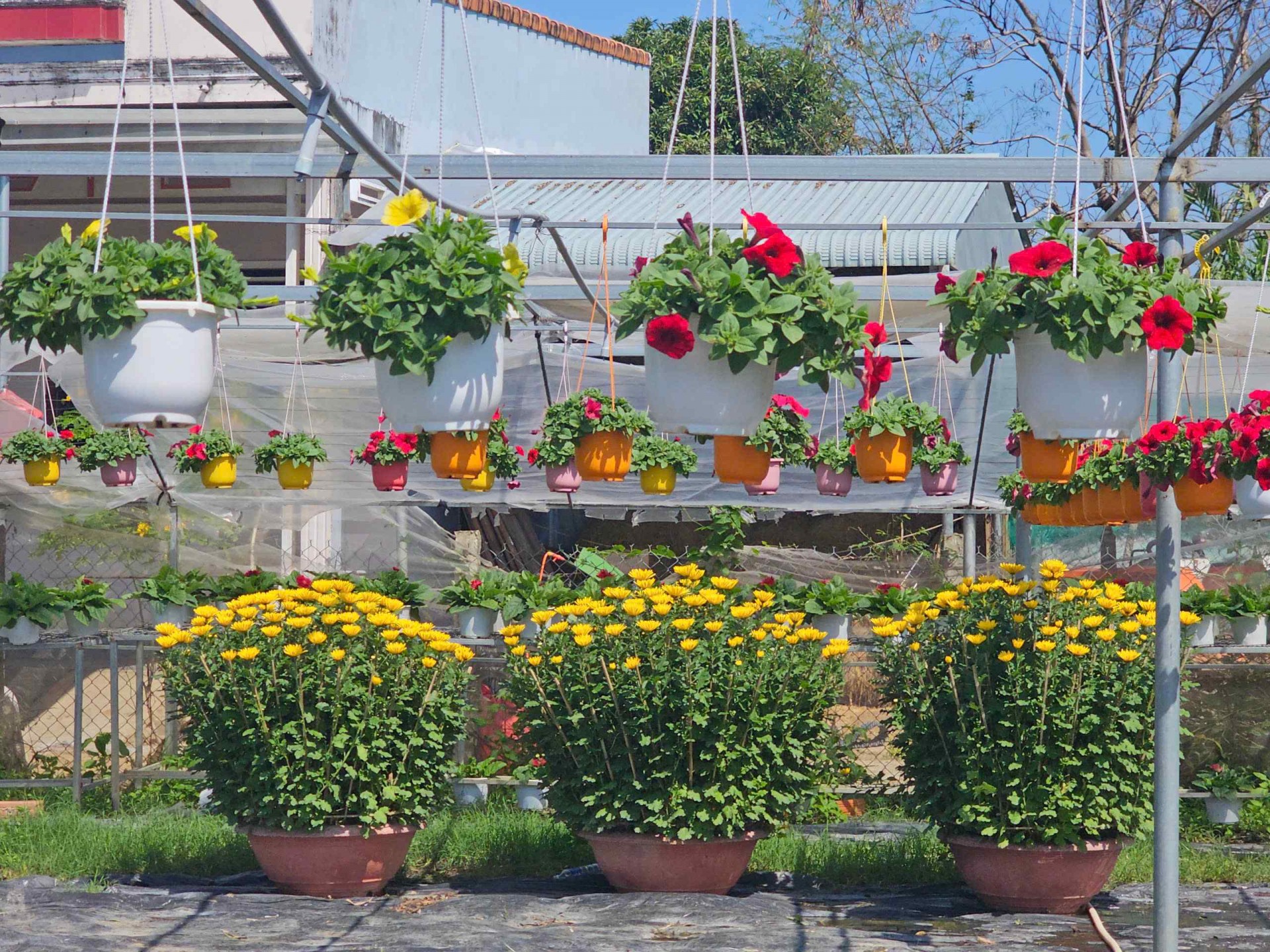 Bình Định: Phát triển du lịch nông thôn tại Làng nghề trồng hoa Bình lâm