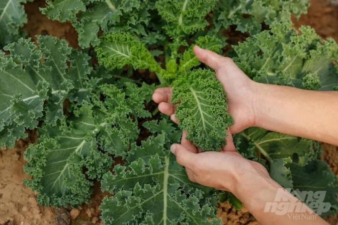 Giống cải xoăn (Kale) giàu dinh dưỡng trồng ở HTX Kim Đức. Ảnh: Hải Tiến. Giống cải xoăn (Kale) giàu dinh dưỡng trồng ở HTX Kim Đức. Ảnh: Hải Tiến.