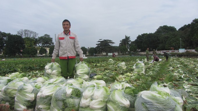 Giống cải thảo Summer King năng suất, chất lượng cao được trồng phổ biến tại xã Kim Đức. Ảnh: Hải Tiến. Giống cải thảo Summer King năng suất, chất lượng cao được trồng phổ biến tại xã Kim Đức. Ảnh: Hải Tiến.