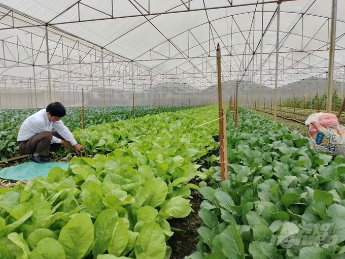 Ông Đào Văn Trung kiểm tra ruộng trồng rau trong nhà kính. Ảnh: Hải Tiến. Ông Đào Văn Trung kiểm tra ruộng trồng rau trong nhà kính. Ảnh: Hải Tiến.