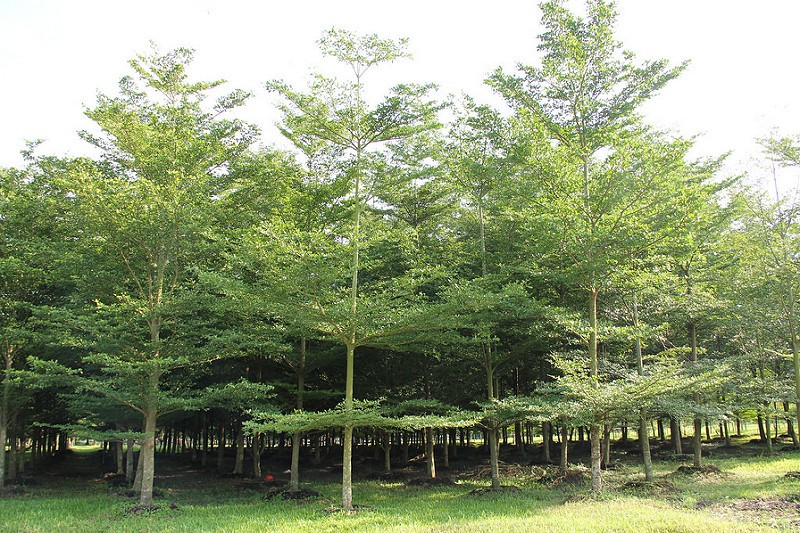 Bắc Giang: Làng tỷ phú cây cảnh Vạn Thạch Bắc Giang: Làng tỷ phú cây cảnh Vạn Thạch