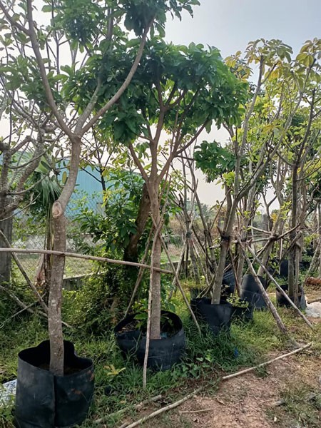 Bắc Giang: Làng tỷ phú cây cảnh Vạn Thạch Bắc Giang: Làng tỷ phú cây cảnh Vạn Thạch