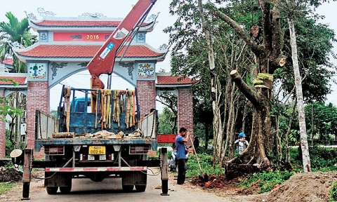 Bắc Giang: Làng tỷ phú cây cảnh Vạn Thạch
