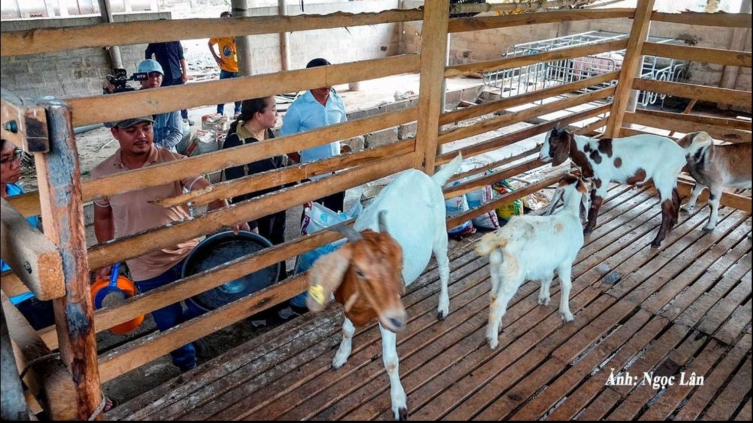 Hiệu quả mô hình nuôi dê sinh sản tại xã Thiện Nghiệp Hiệu quả mô hình nuôi dê sinh sản tại xã Thiện Nghiệp