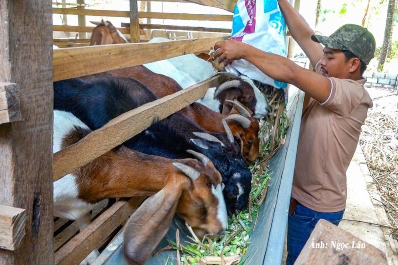 Hiệu quả mô hình nuôi dê sinh sản tại xã Thiện Nghiệp Hiệu quả mô hình nuôi dê sinh sản tại xã Thiện Nghiệp