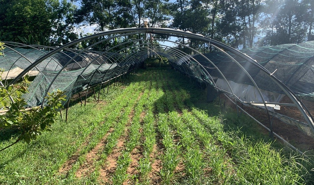 Rau xanh được trồng trong nhà lưới, nhà màng, tưới nước tự động và không sử dụng chất hóa học Rau xanh được trồng trong nhà lưới, nhà màng, tưới nước tự động và không sử dụng chất hóa học