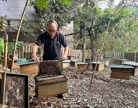 Hòa Bình: Mô hình nuôi ong lấy mật đem lại hiệu quả kinh tế cao