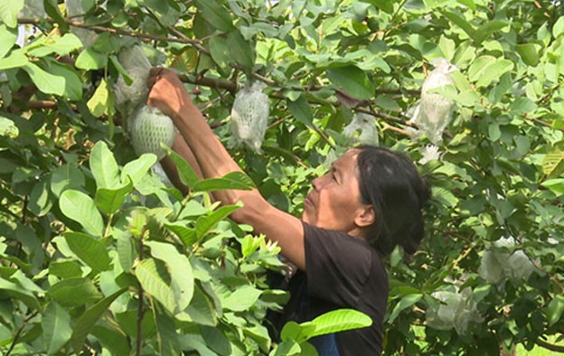 Mô hình trồng ổi VietGAP ở xã Trác Văn mang lại hiệu quả  kinh tế cho người dân.  Mô hình trồng ổi VietGAP ở xã Trác Văn mang lại hiệu quả  kinh tế cho người dân.
